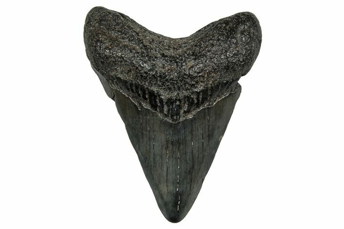 Juvenile Megalodon Tooth - South Carolina #353299